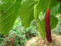 冬虫夏草